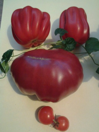 Die ersten Paradeiser aus unserem Garten