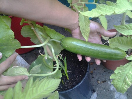 Unsere  Gurkenpflanze, Sorte: Konsa